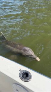 Beast Coast Fishing Charters Dolphin swimming near a boat in Ponce Inlet