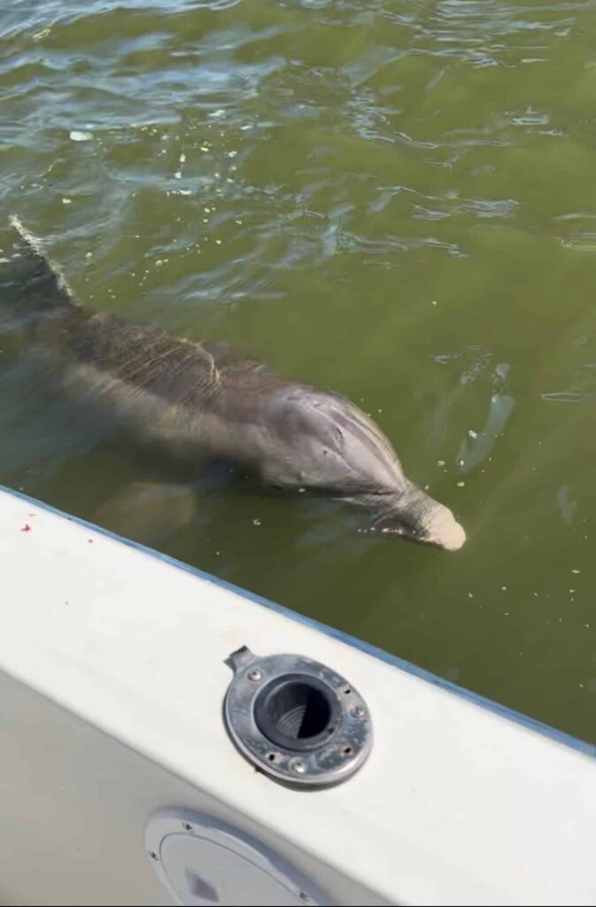 Beast Coast Fishing Charters Dolphin swimming near a boat in Ponce Inlet