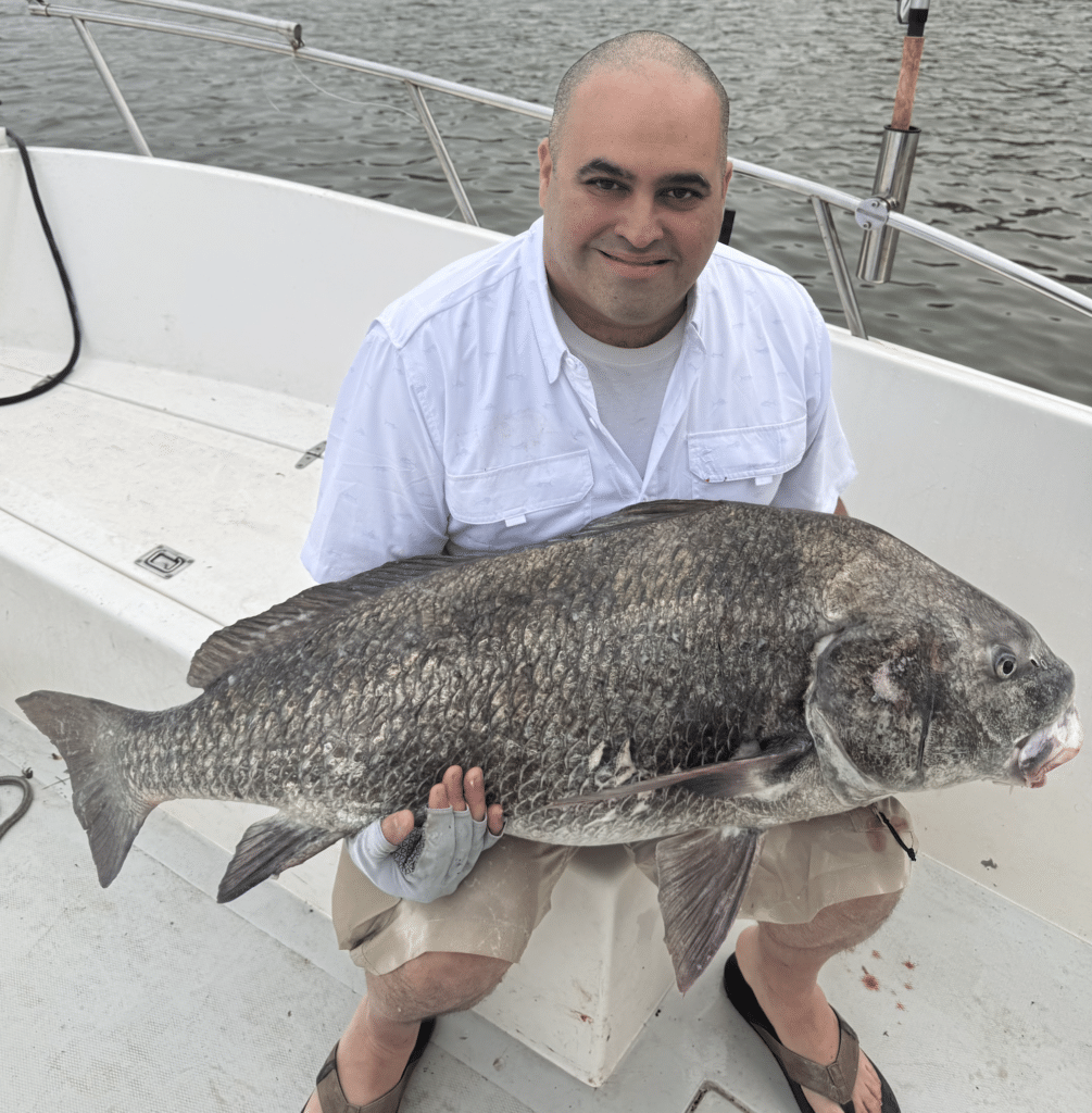 Beast Coast Fishing Charters Man with large black drum fish in New Smyrna Beach