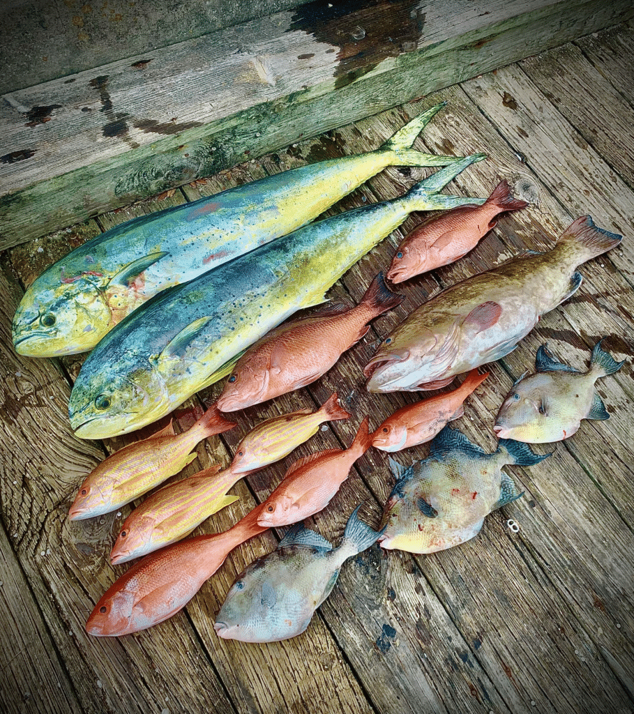 Beast Coast Fishing Charters Freshly caught Mahi Mahi and other fish